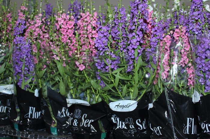 <h4>ANGELONIA P14 VARIADO</h4>