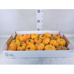 Cucurbita