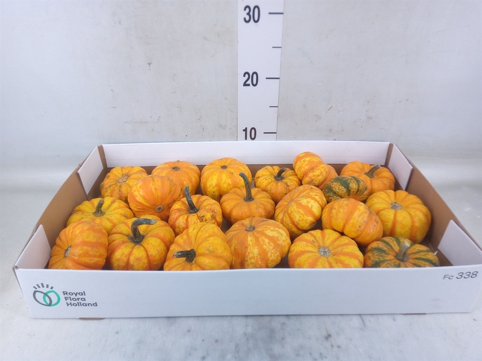 <h4>Cucurbita</h4>