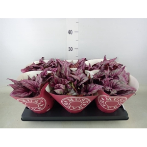 Begonia BD 'MagicColours H McLauch'