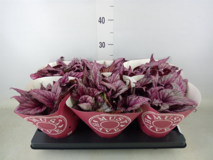 <h4>Begonia BD 'MagicColours H McLauch'</h4>