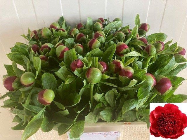 <h4>PAEO RED CHARM</h4>