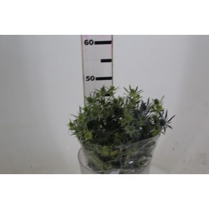 ERYNGIUM 050 CM