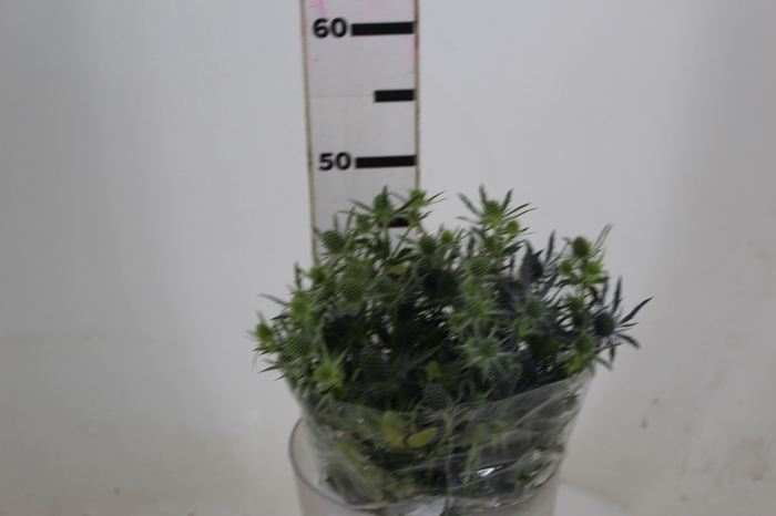 <h4>ERYNGIUM 050 CM</h4>