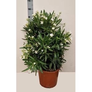 NERI OLEANDER