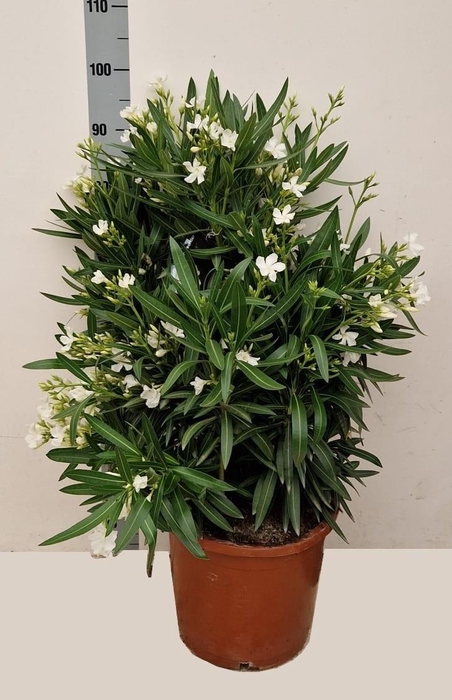 <h4>NERI OLEANDER</h4>