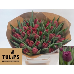 TU DU ALISON BRADLEY