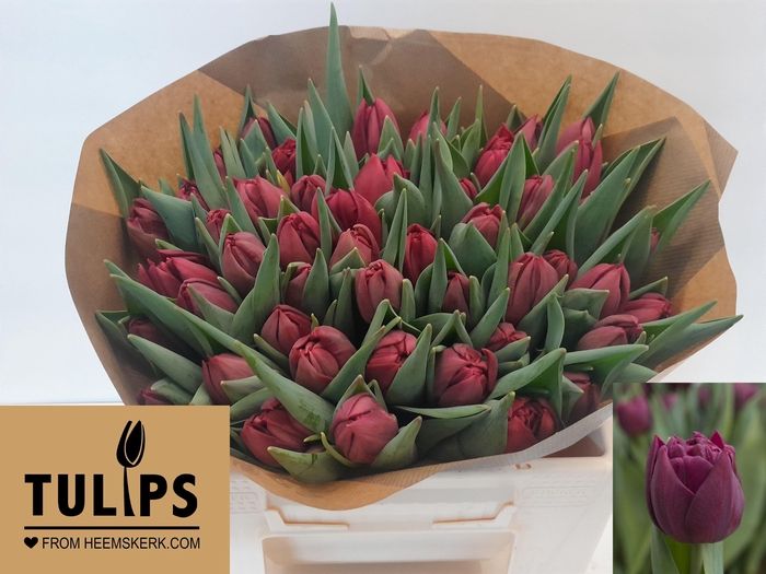 <h4>TU DU ALISON BRADLEY</h4>