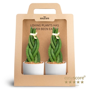 2-Pack Nordic White, Braid P10