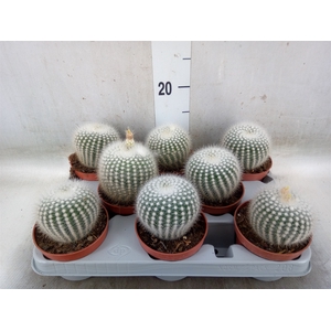 Parodia scopa