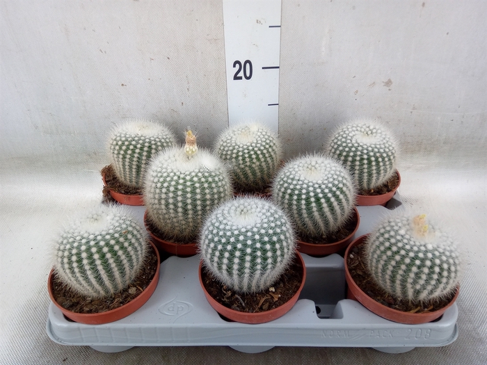 <h4>Parodia scopa</h4>