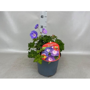Geranium  'Rozanne'