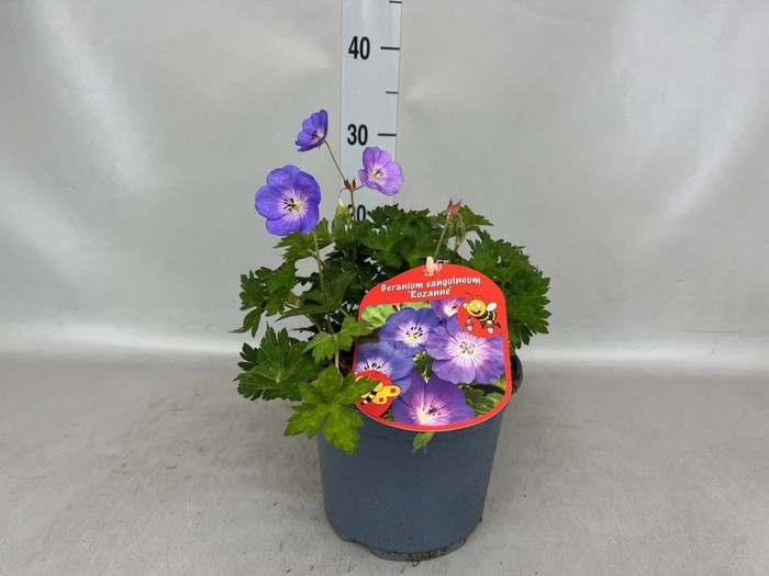 <h4>Geranium  'Rozanne'</h4>