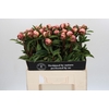 Paeonia Gardenia