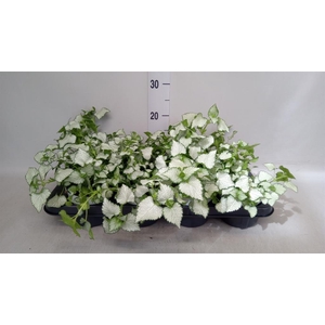 Lamium maculatum 'Shell Pink'