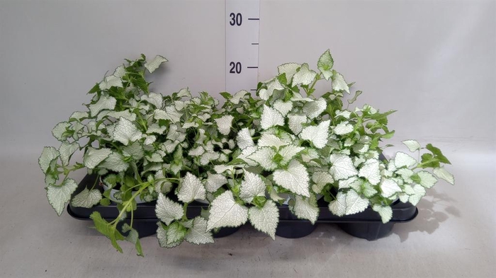 <h4>Lamium maculatum 'Shell Pink'</h4>