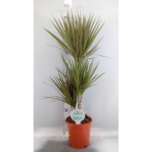 Dracaena marg. 'Bicolor'