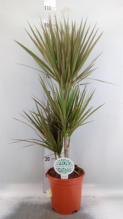 <h4>Dracaena marg. 'Bicolor'</h4>