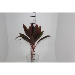 FOLHAGEM DRACENA BABY PINK
