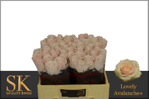 <h4>R GR LOVELY AVALANC+</h4>