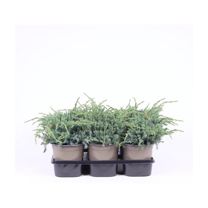 <h4>Juniperus squamata 'Blue Carpet'</h4>