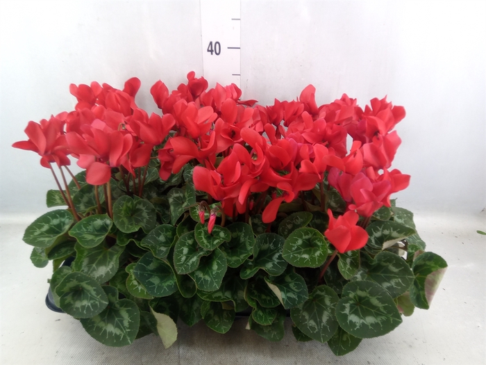 <h4>Cyclamen GR 'Leopardo'</h4>