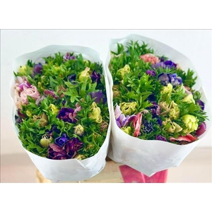 Anemone Mistral Plus Rainbow Mix