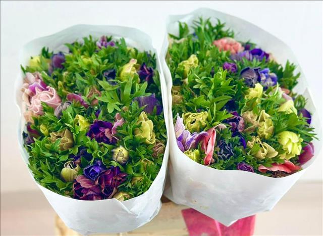 <h4>Anemone Mistral Plus Rainbow Mix</h4>