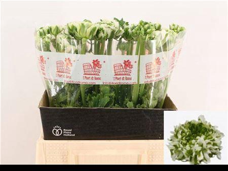 <h4>Ran Pon Pon Igloo</h4>