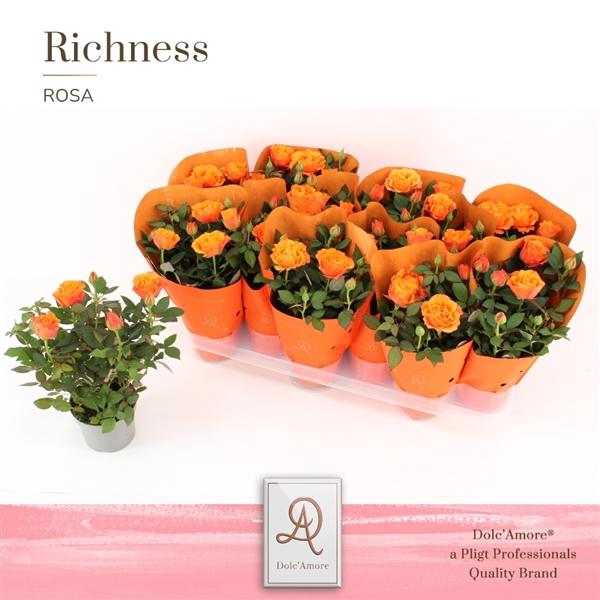<h4>Rosa Impala Kordana Grande</h4>