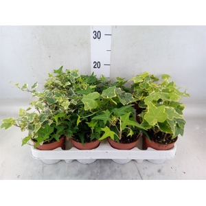 Hedera   ...mix