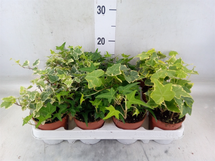 <h4>Hedera   ...mix</h4>