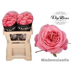 R GR MADEMOISELLE