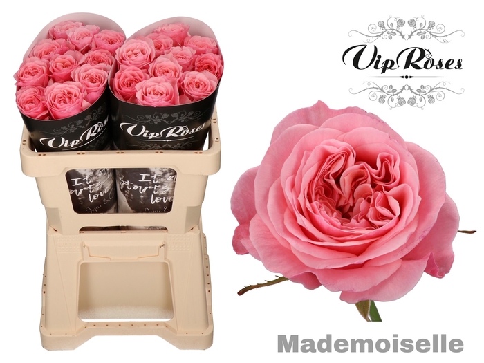R GR MADEMOISELLE
