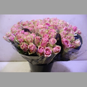 R Gr Belle Rose X10