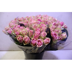 R Gr Belle Rose X10