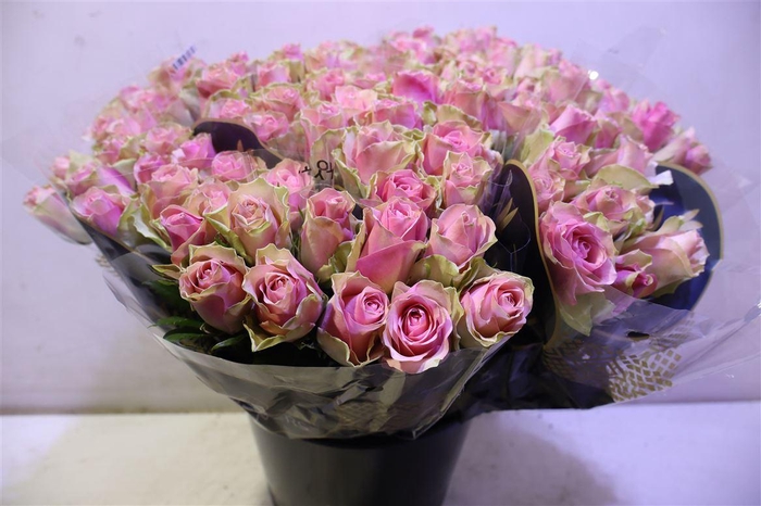 <h4>R Gr Belle Rose X10</h4>