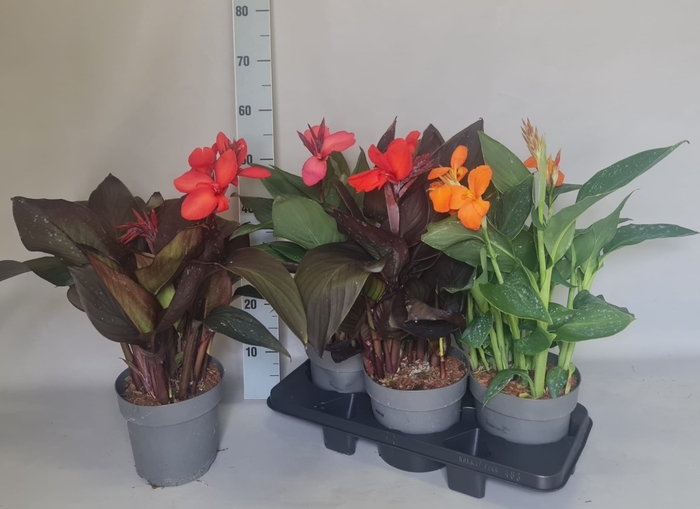 <h4>CANNA MIXK</h4>