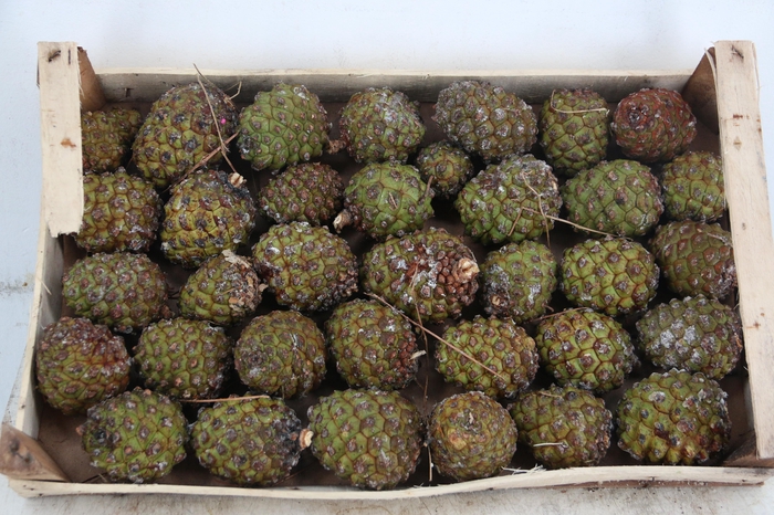 <h4>PINE CONE SMALL</h4>