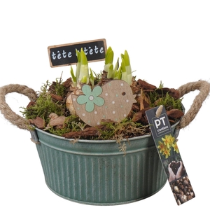 Arr.  Narcissus Tete Tete L%