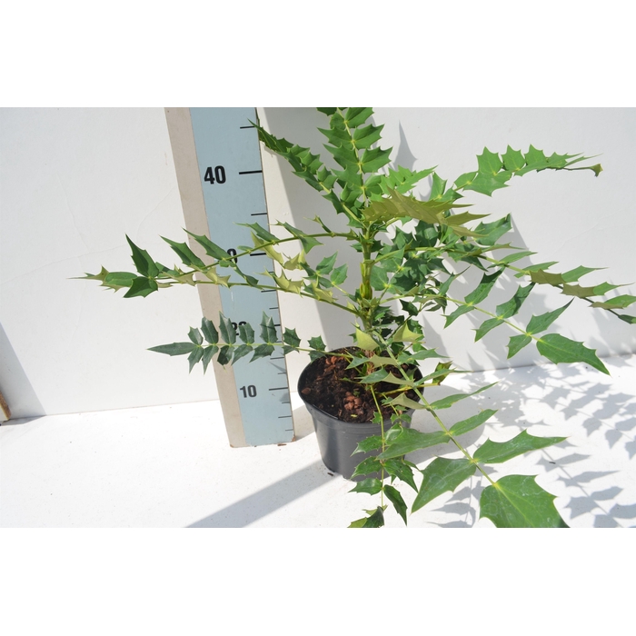 <h4>Mahonia Media 'Charity'</h4>