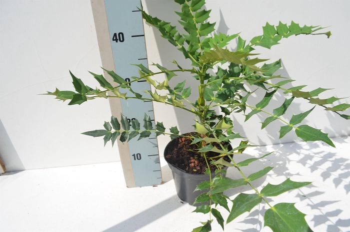 Mahonia Media 'Charity'