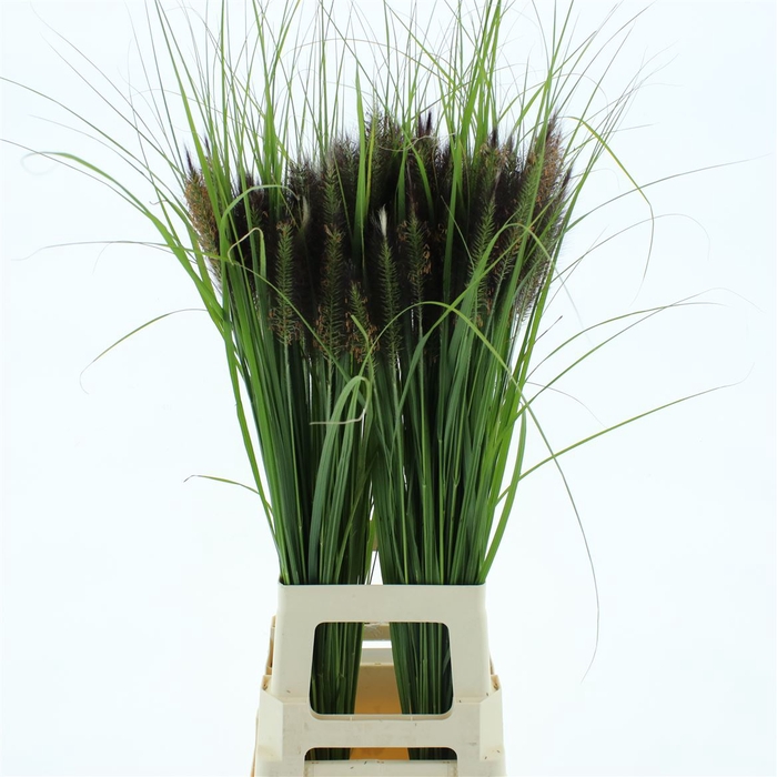 <h4>Penni Foxtail Red</h4>