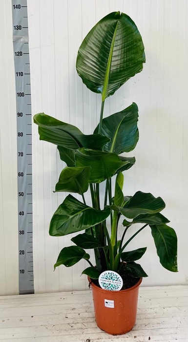 <h4>STRELITZIA NICOLAI</h4>