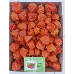 Physalis Lampion Los