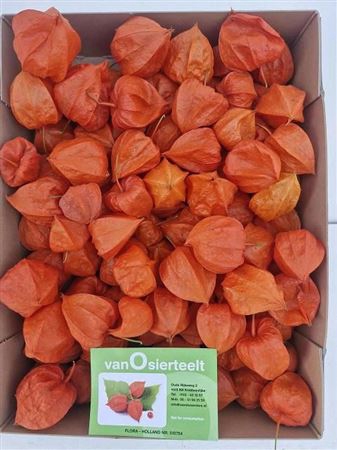 <h4>Physalis Lampion Los</h4>