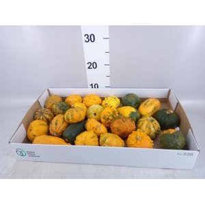 Cucurbita pepo 'Hard Warties' ..mix