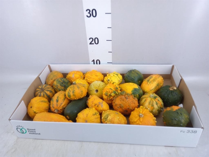 <h4>Cucurbita pepo 'Hard Warties' ..mix</h4>