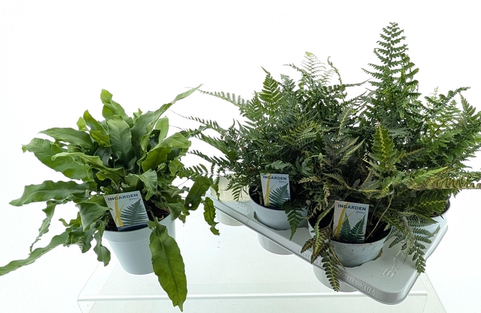 <h4>Buitenvarens Mix</h4>