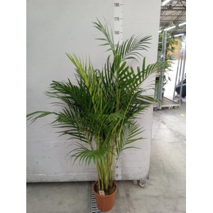 Dypsis lutescens ...Chrysalidoca